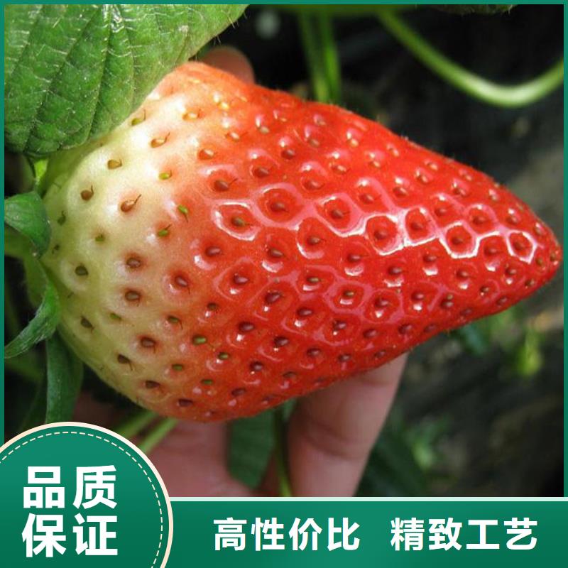 草莓苗樱桃苗工厂现货供应
