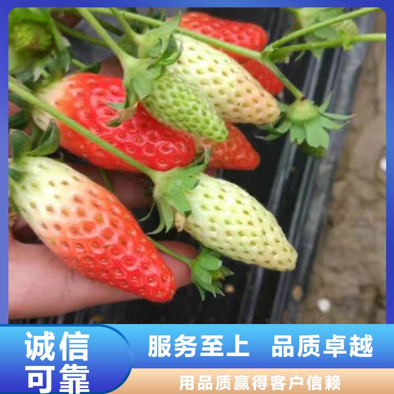 【草莓苗大棚草莓苗专业设计】