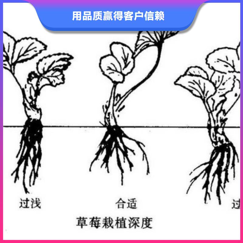 【草莓苗】-桃树苗质量牢靠-广祥农业科技(濮阳市分公司)-通金宝