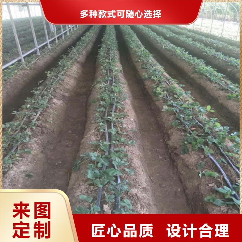 草莓苗,毛蟠桃树苗基地为您精心挑选