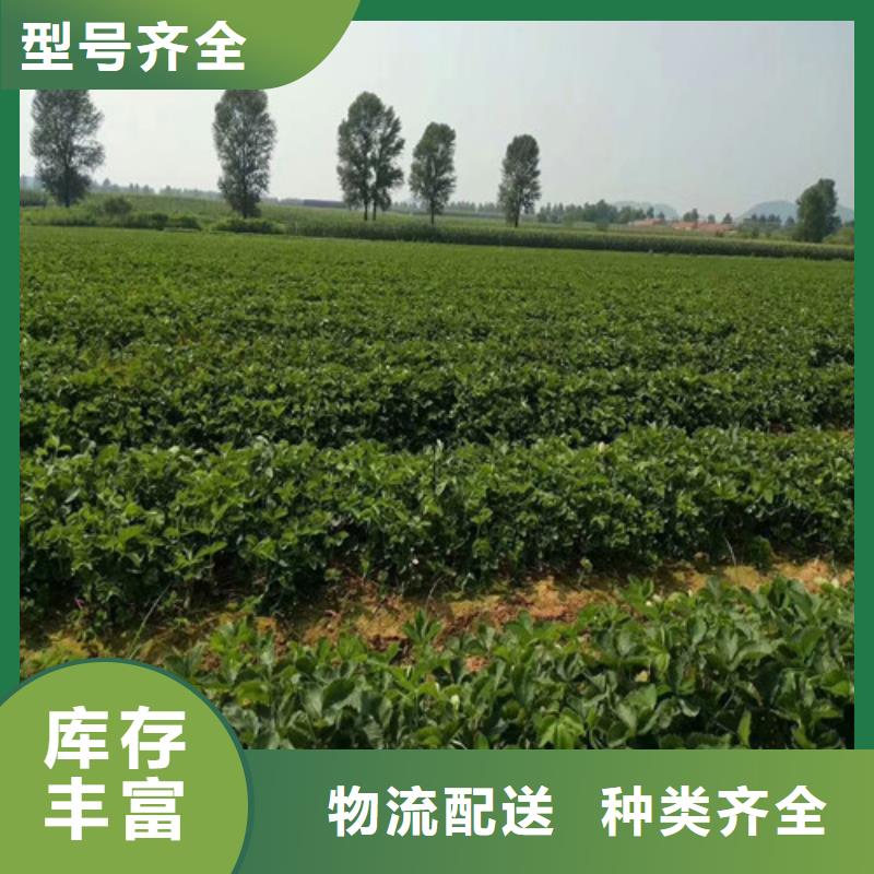 【草莓苗】-桃树苗质量牢靠-广祥农业科技(濮阳市分公司)-通金宝