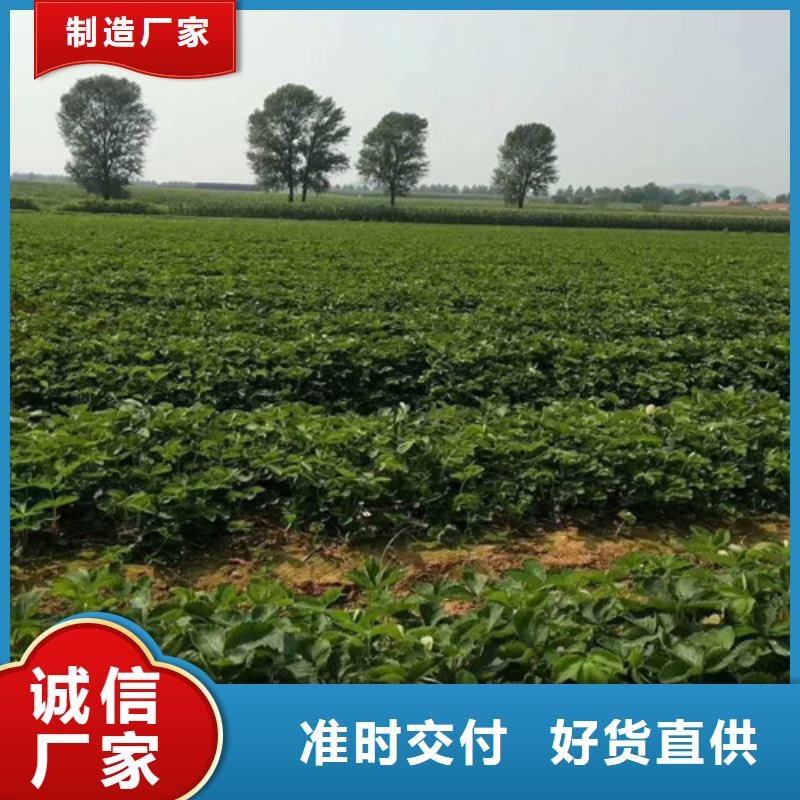 草莓苗,天仙醉草莓苗好货直供