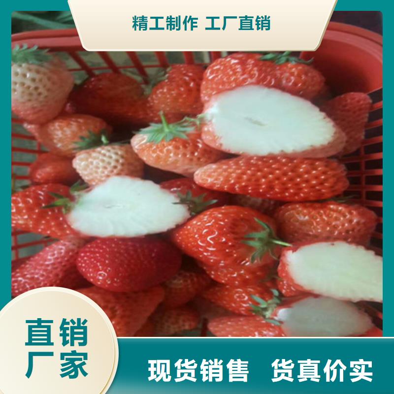 草莓苗梨树苗基地多种规格供您选择
