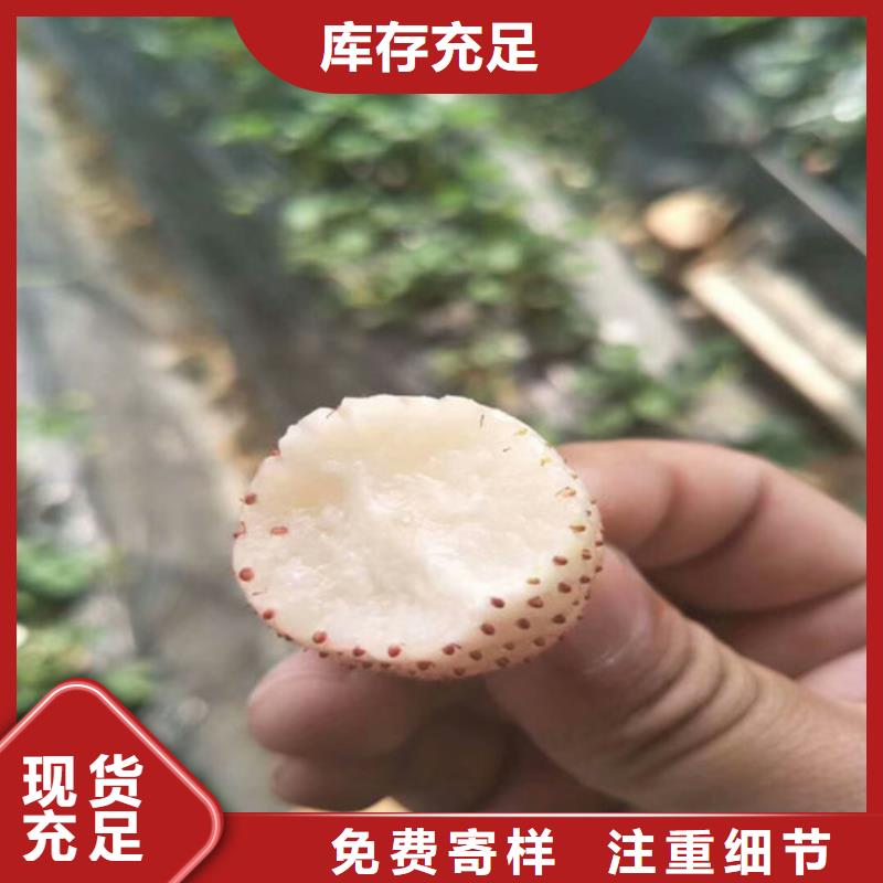 草莓苗-果树苗库存量大