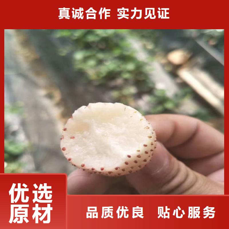 草莓苗樱桃苗工厂现货供应