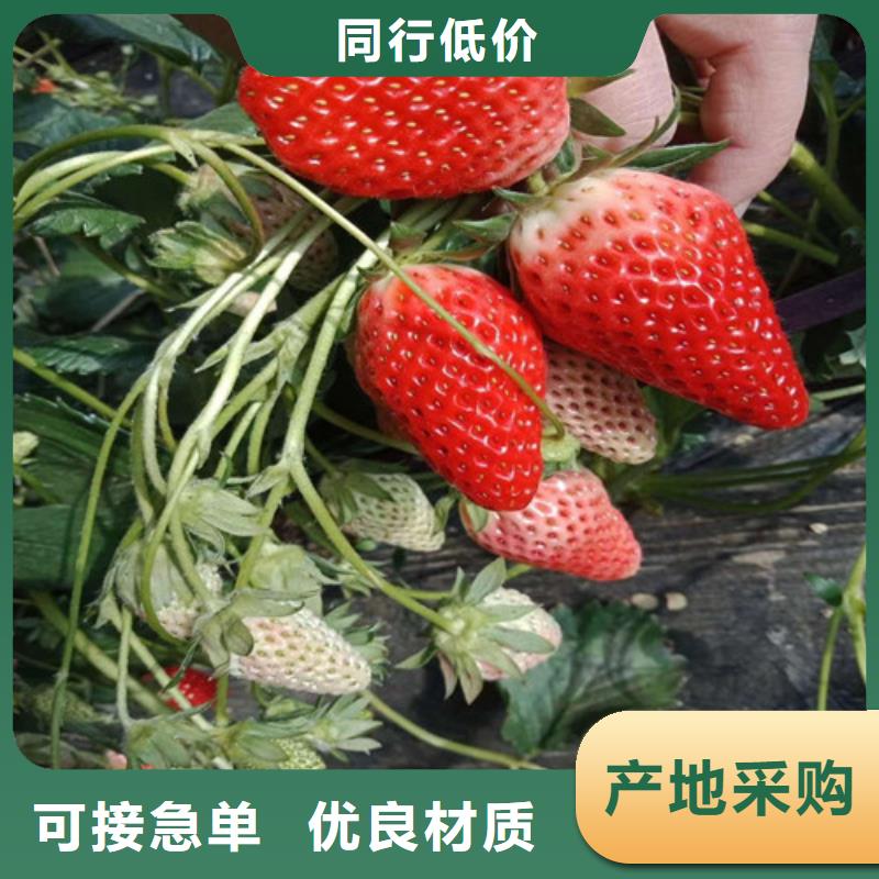 草莓苗黄桃树苗实力才是硬道理