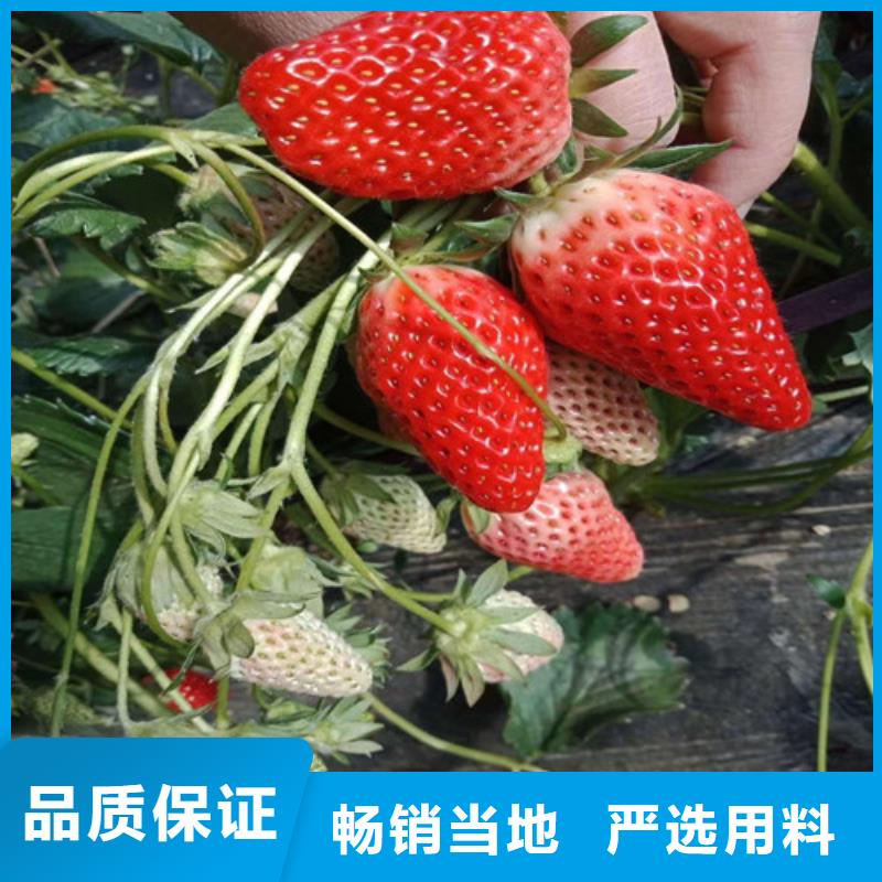 草莓苗大红袍花椒苗设备齐全支持定制