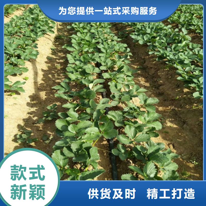 草莓苗油蟠桃树苗做工精细