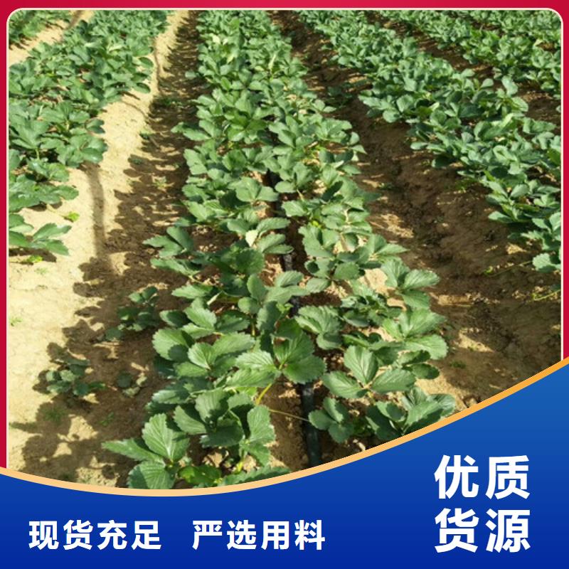 草莓苗-大棚草莓苗源头厂家供应