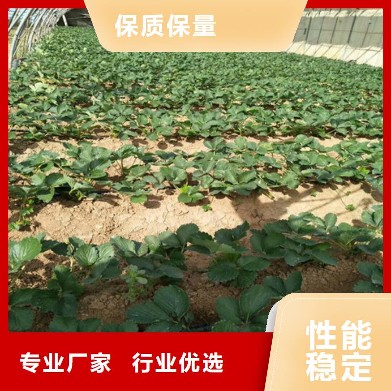 草莓苗_黄桃树苗精心选材