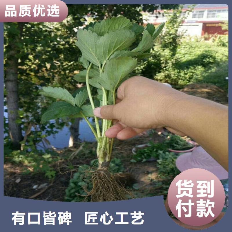 草莓苗葡萄苗快速物流发货