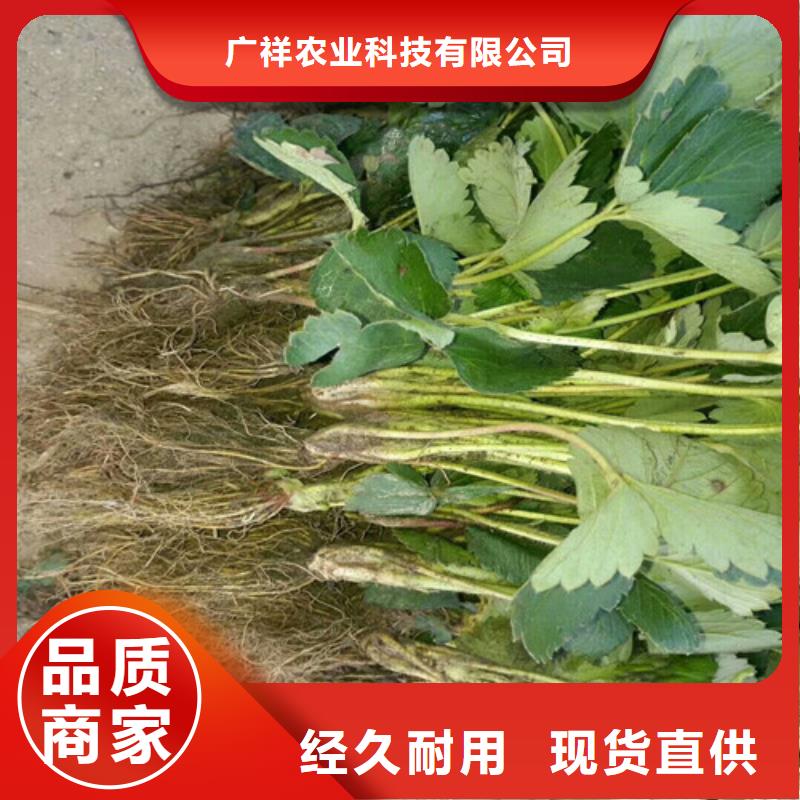 草莓苗吉塞拉6号砧木大量现货供应