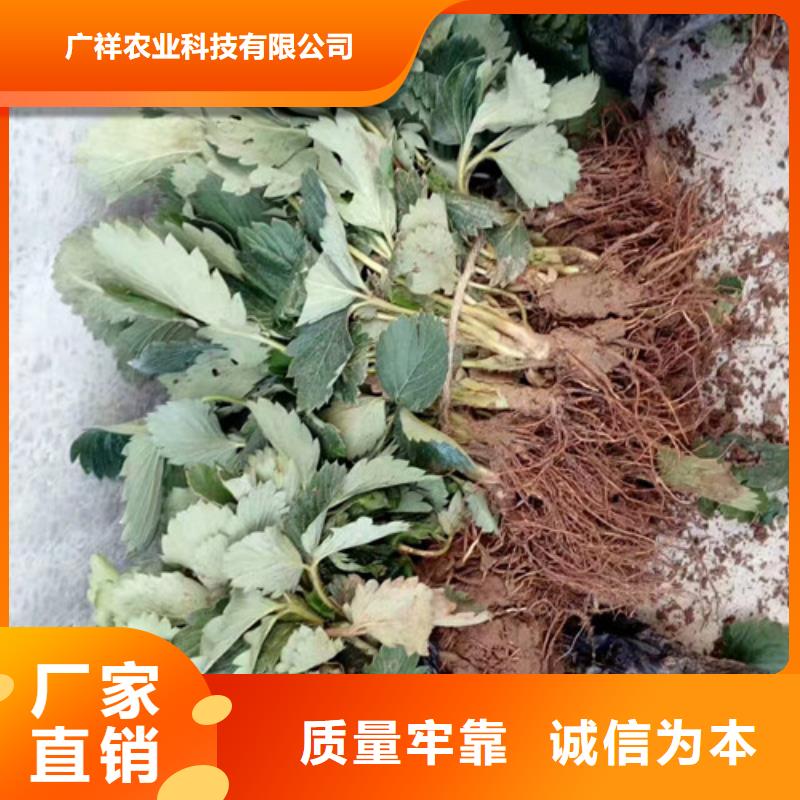 草莓苗_柱状梨树苗拥有多家成功案例