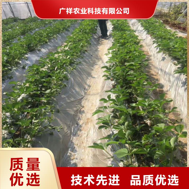 草莓苗无籽葡萄树苗货源充足