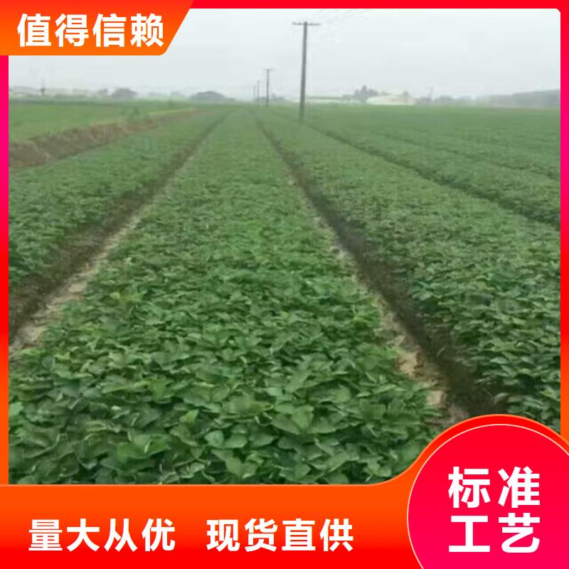 草莓苗 吉塞拉6号砧木质保一年