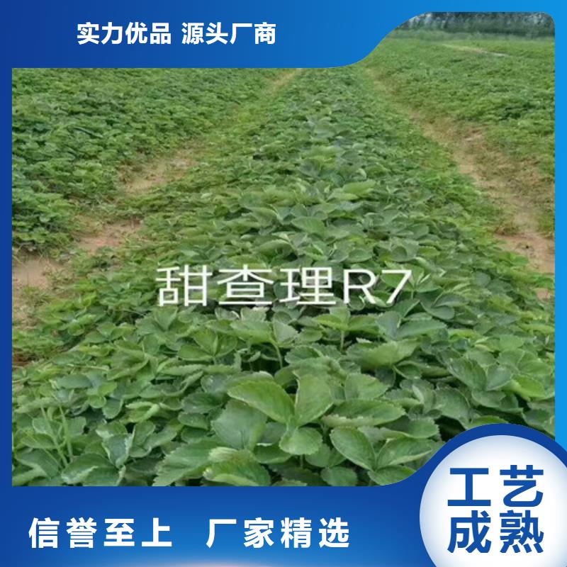 草莓苗葡萄苗欢迎来电询价