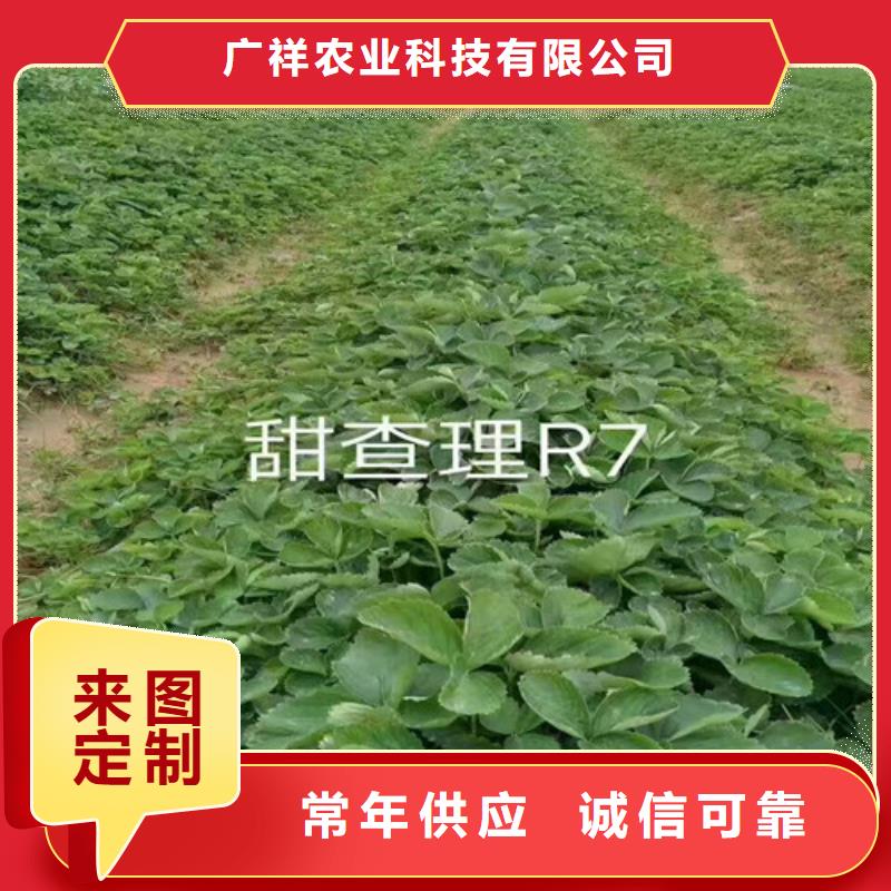 海南屯昌县桃熏草莓苗