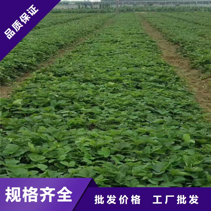 草莓苗-果树苗库存量大