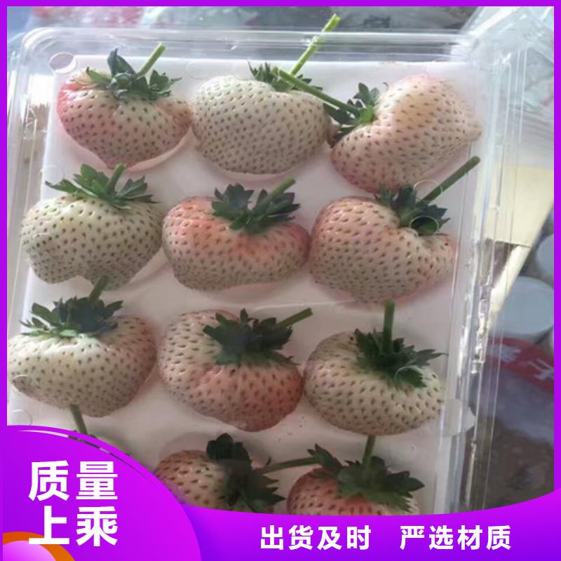 【草莓苗】甜柿子树苗一对一为您服务