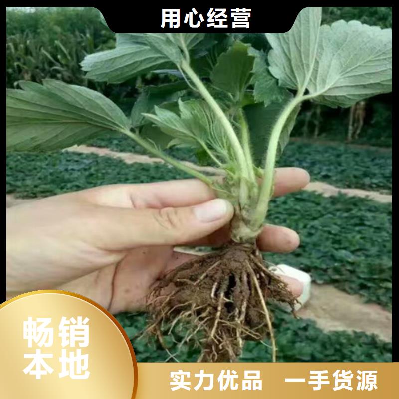 草莓苗大棚草莓苗工厂直营