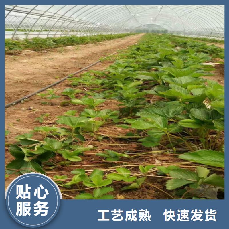 草莓苗_珍珠枣油桃树苗精选货源