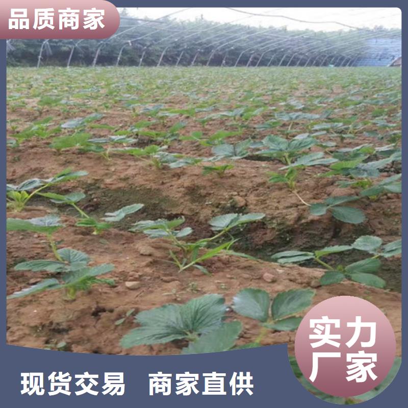 草莓苗-大棚草莓苗源头厂家供应