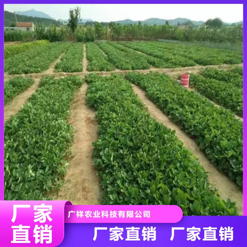 草莓苗花椒树苗快速生产