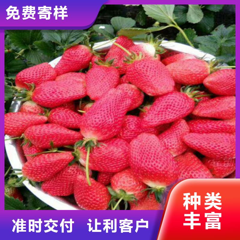 草莓苗,果树苗质检合格发货