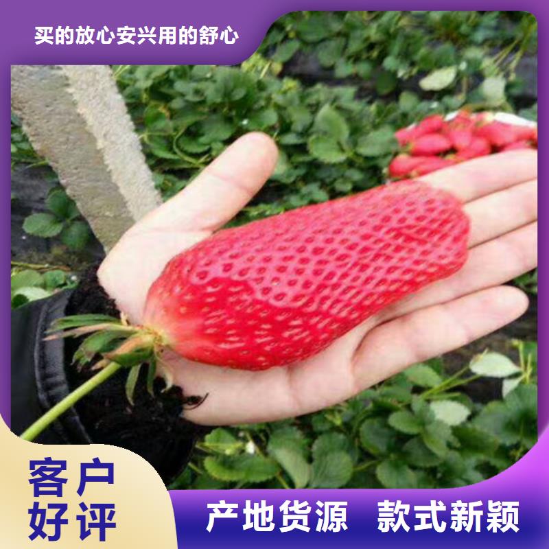 【草莓苗】-桃树苗质量牢靠-广祥农业科技(濮阳市分公司)-通金宝