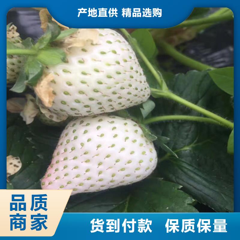 草莓苗_【苹果苗】免费获取报价