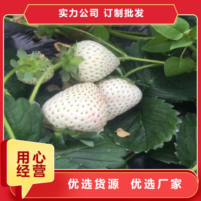 草莓苗梨树苗基地多种规格供您选择
