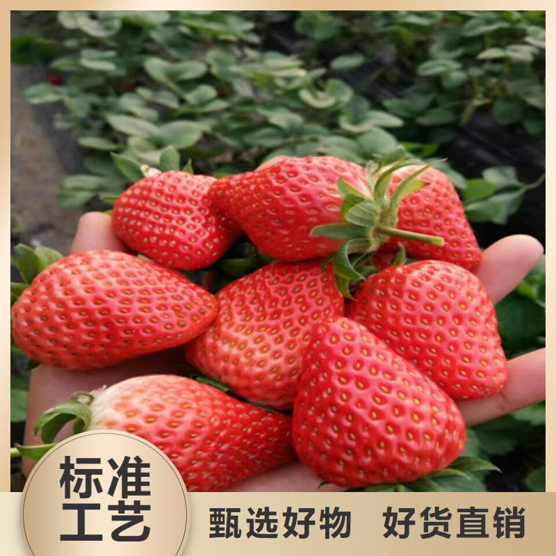 草莓苗吉塞拉6号砧木大量现货供应