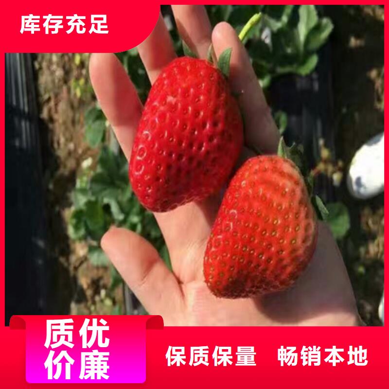 草莓苗-大棚草莓苗源头厂家供应