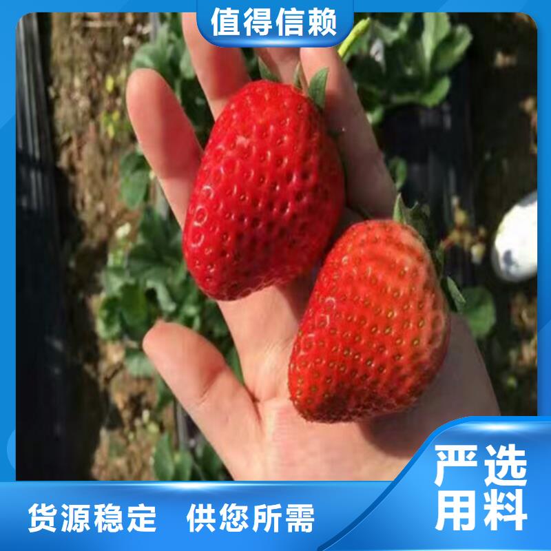 草莓苗_【苹果苗】免费获取报价