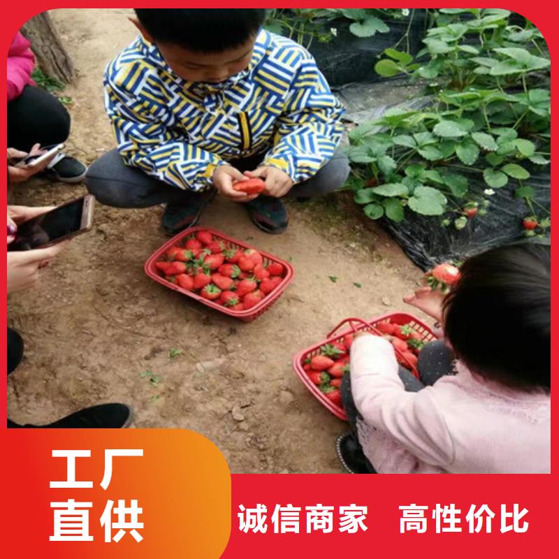 草莓苗无花果树苗质量优选
