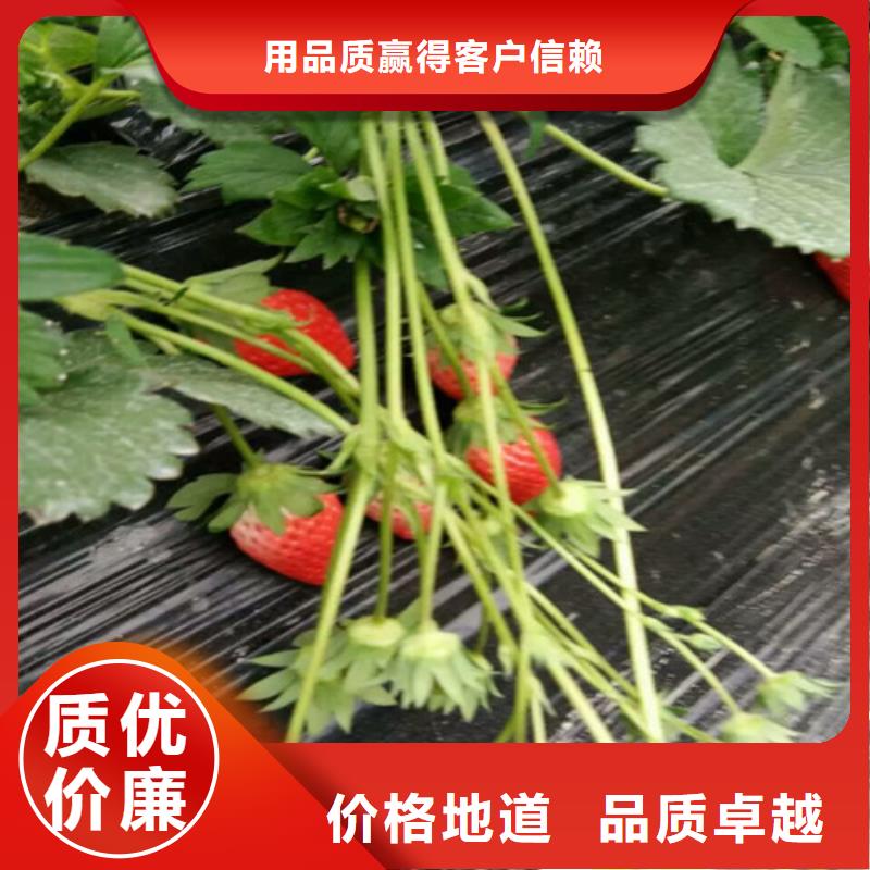 草莓苗果树苗现货交易