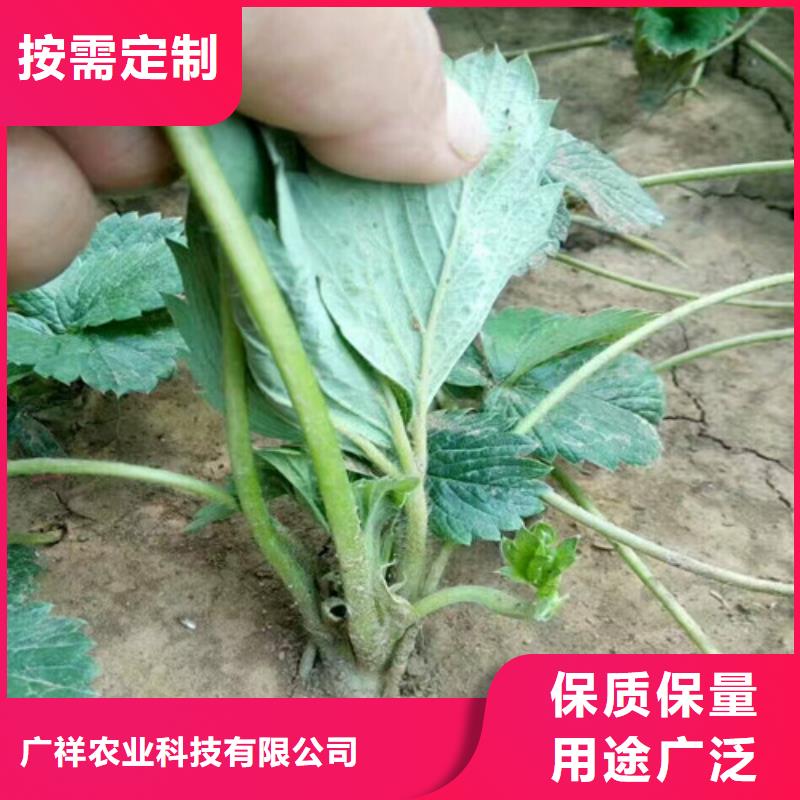 草莓苗_黄桃树苗精心选材