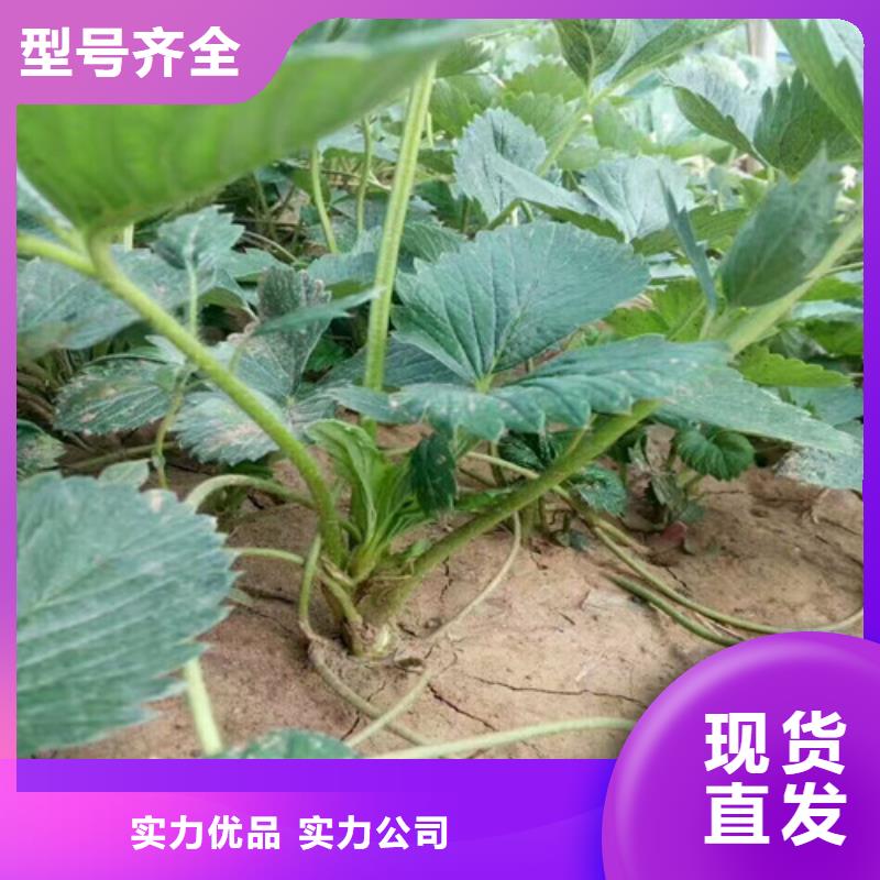 草莓苗_【樱桃苗】定制速度快工期短