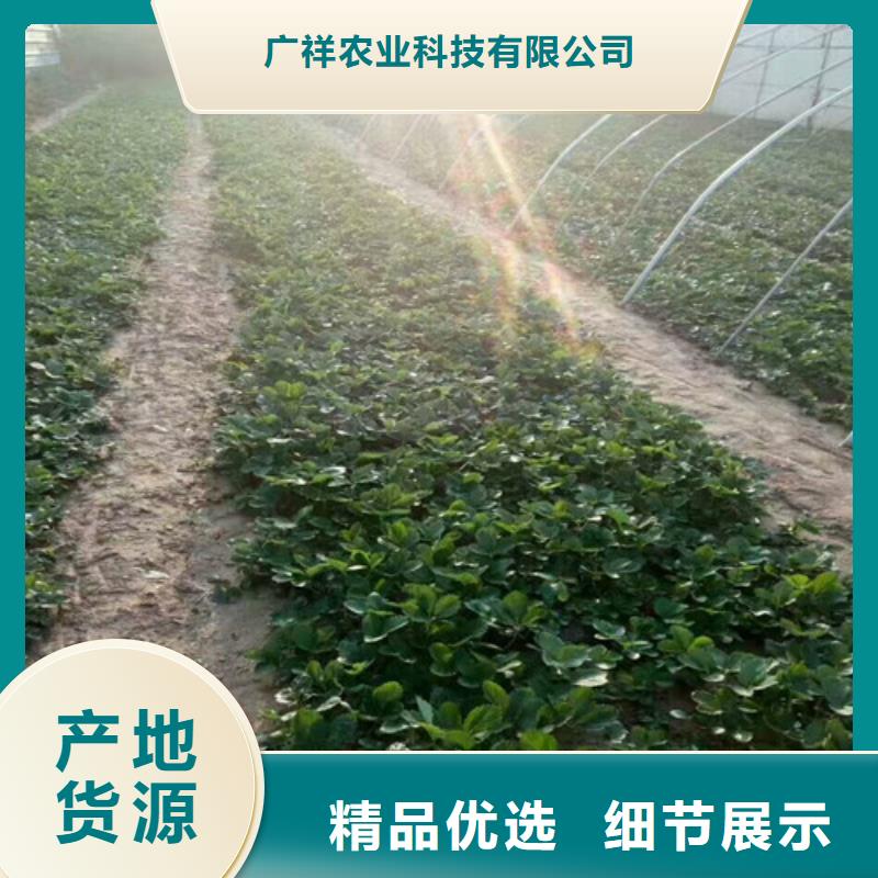 草莓苗果树苗批发基地现货交易