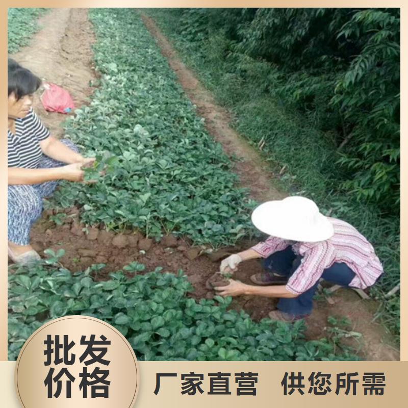草莓苗红富士苹果树苗产品实拍