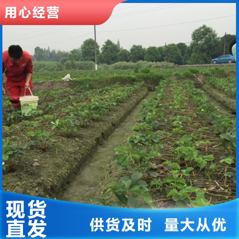 草莓苗花椒树苗快速发货