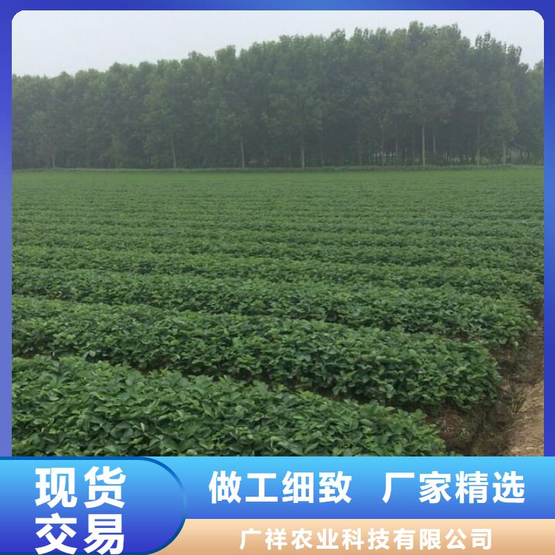 【草莓苗】-桃树苗质量牢靠-广祥农业科技(濮阳市分公司)-通金宝
