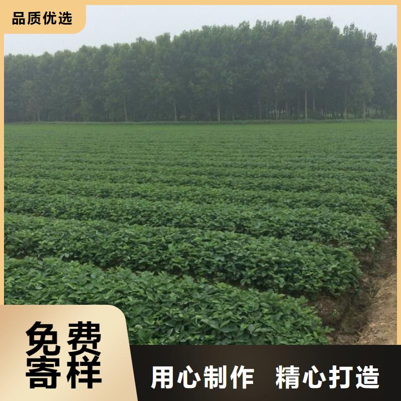 草莓苗_莫妮卡西梅树苗质保一年