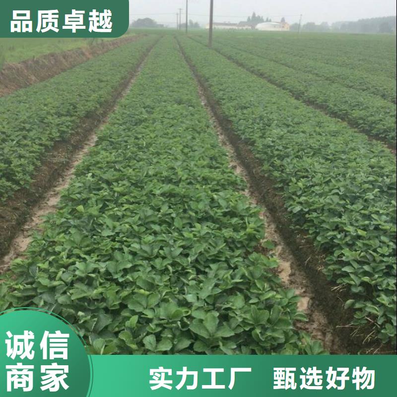 草莓苗油蟠桃树苗做工精细
