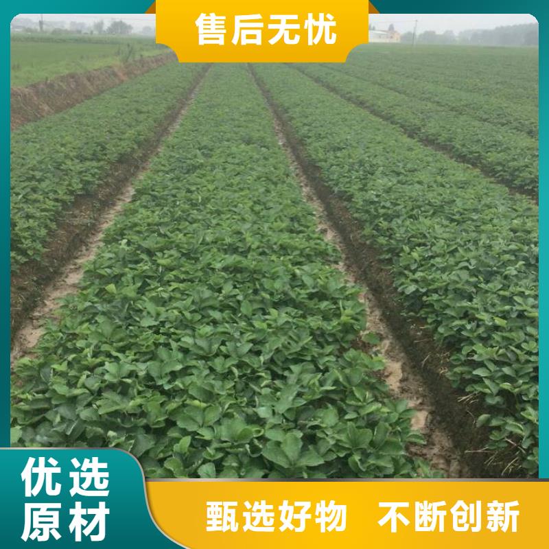 草莓苗花椒树苗快速生产