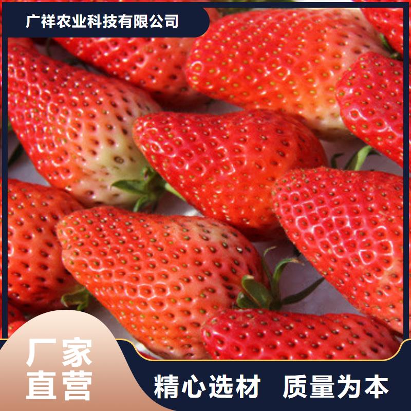 草莓苗-果树苗库存量大