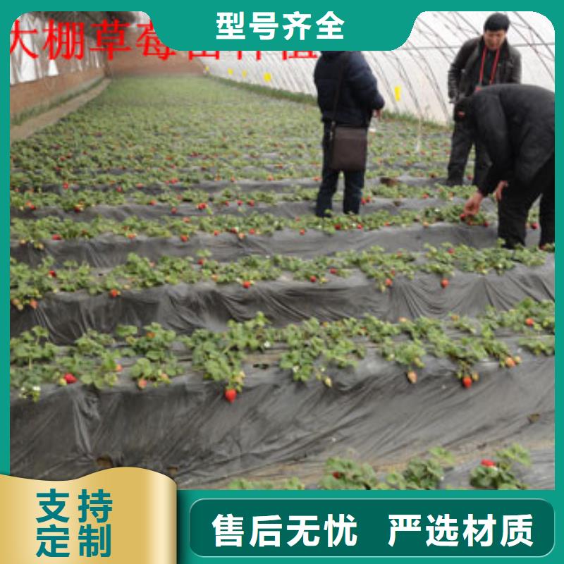 草莓苗西梅树苗性能稳定