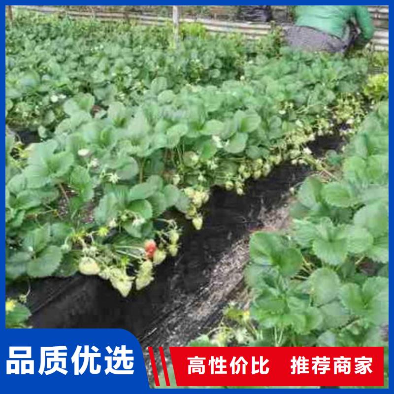 草莓苗果树苗现货交易