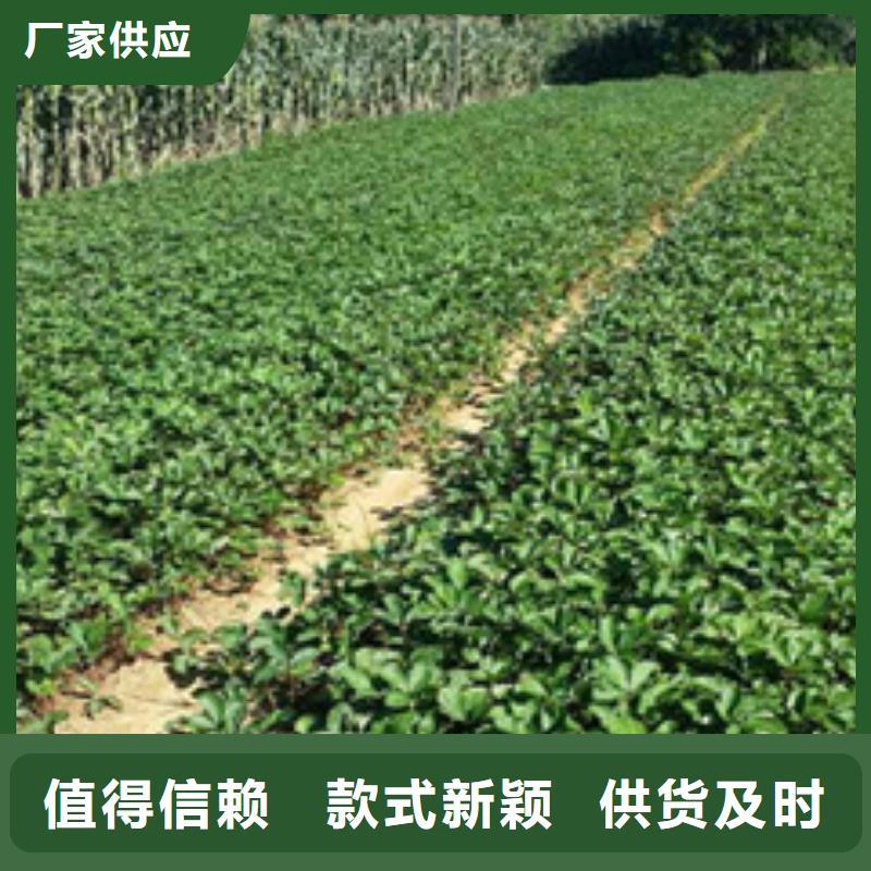 草莓苗,毛蟠桃树苗基地为您精心挑选