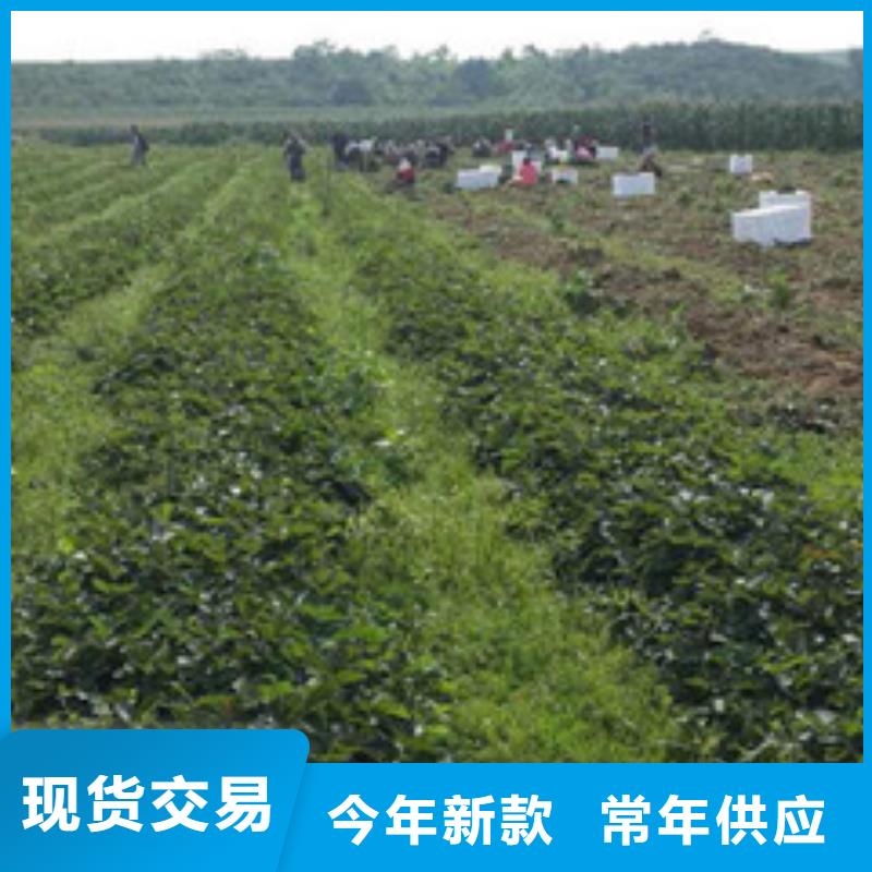 【草莓苗】-桃树苗质量牢靠-广祥农业科技(濮阳市分公司)-通金宝